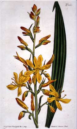 Wachendorfia Thyrsiflora #1060