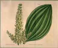 Helonias Viridis.  Green-flowered Helonias #1096