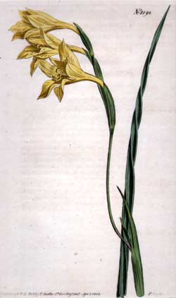 Gladiolus Tristis #1098