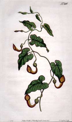 Aristolochia Sempervirens #1116