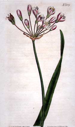 Allium Inodorum #1129