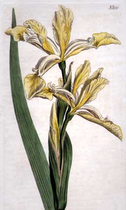 Iris Spuria #1131