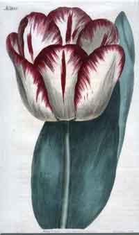 Tulipa Gesneriana/ Garden Tulip #1135