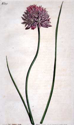 Allium Schoenoprasum #1141
