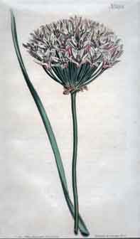 Allium Tataricum/ Tartarian Garlick #1142