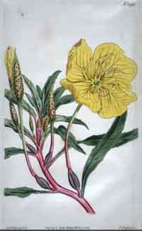 Cenothera Missourensis/ Missouri Evening Primrose #1592