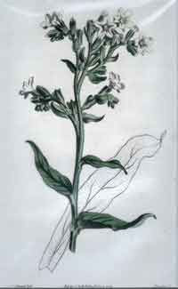 Anchusa Ochroleuca/ Pale Flowered Alkanet #1608