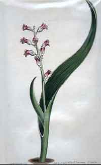 Lachenalia Bifolia/ Cowled Two-Leaved Lachenalia #1611