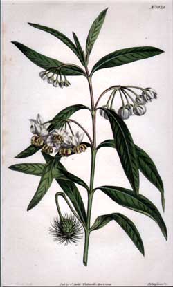 Gomphocarpus Fruticosus #1628