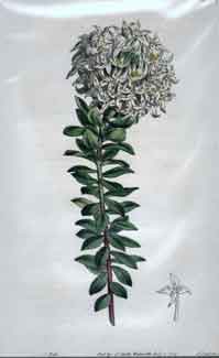 Lachnaea Buxifolia/ Green Box-Leaved Lachnaea #1657