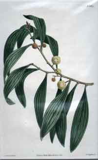 Acacia Melanoxylon/ Black-Wooded Acacia #1659