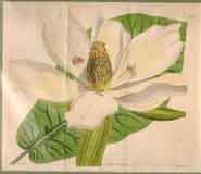 Magnolia Macrophylla.  Large-Leaved Magnolia #2189