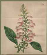 Digitalis Tomentosa.  Wolly Leaved Fox-Glove #2194