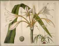 Crinum Speciosum.  Specious-Flowered Crinum #2217