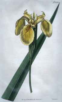Iris Pseud-Acorus/ Pallido-Flava. Pale-Yelllow Water Iris #2239