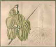 Yucca Angustifolia.  Narrow-leaved Adam’s Needle #2274