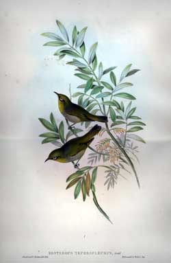 Zosterops Tephropleurus (Grey-brested Zosterops)