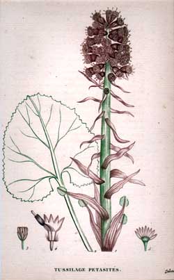 Tussilage Petasites