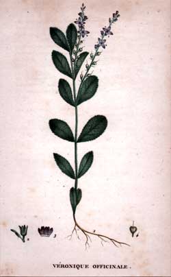 Veronique Officinale