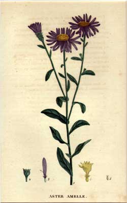 Aster Amelle