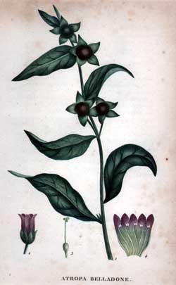 Atropa Belladone