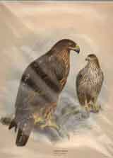 Bonellis Eagle.  Nisaetus Fasciatus.