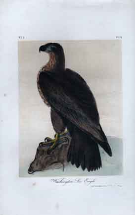 Washington Sea Eagle.