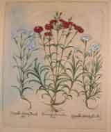 I. Armerius pleno rubro flore. ; II. Caryophyllus Sylvestris flox ablo picts. ; III. Caryophyllus Sylvestris fl ox albo. 