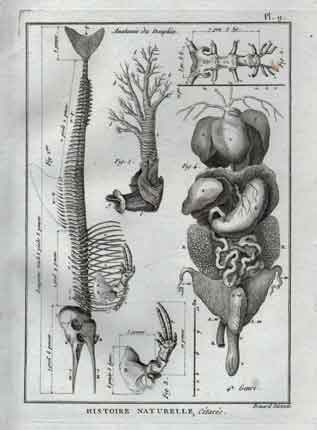 Histoire Naturelle, Cetaces,  Anatomie du Dauphin, Pl 9. Dolphin