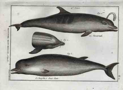 Histoire Naturelle, Cetaces, Le Nesarnak; Le Dauphin deux dents., Pl. 11, Dolphins