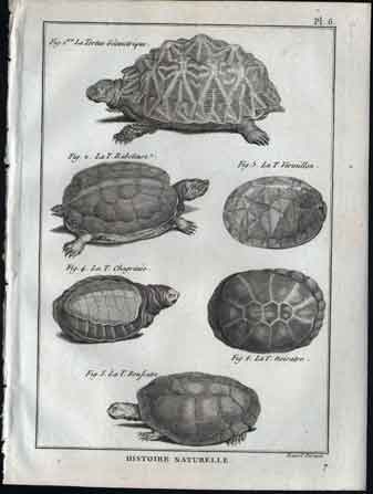 Histoire Naturelle,  La Tortue Geometrique, La Tortue Raboteuse, Pl. 6 , Turtles
