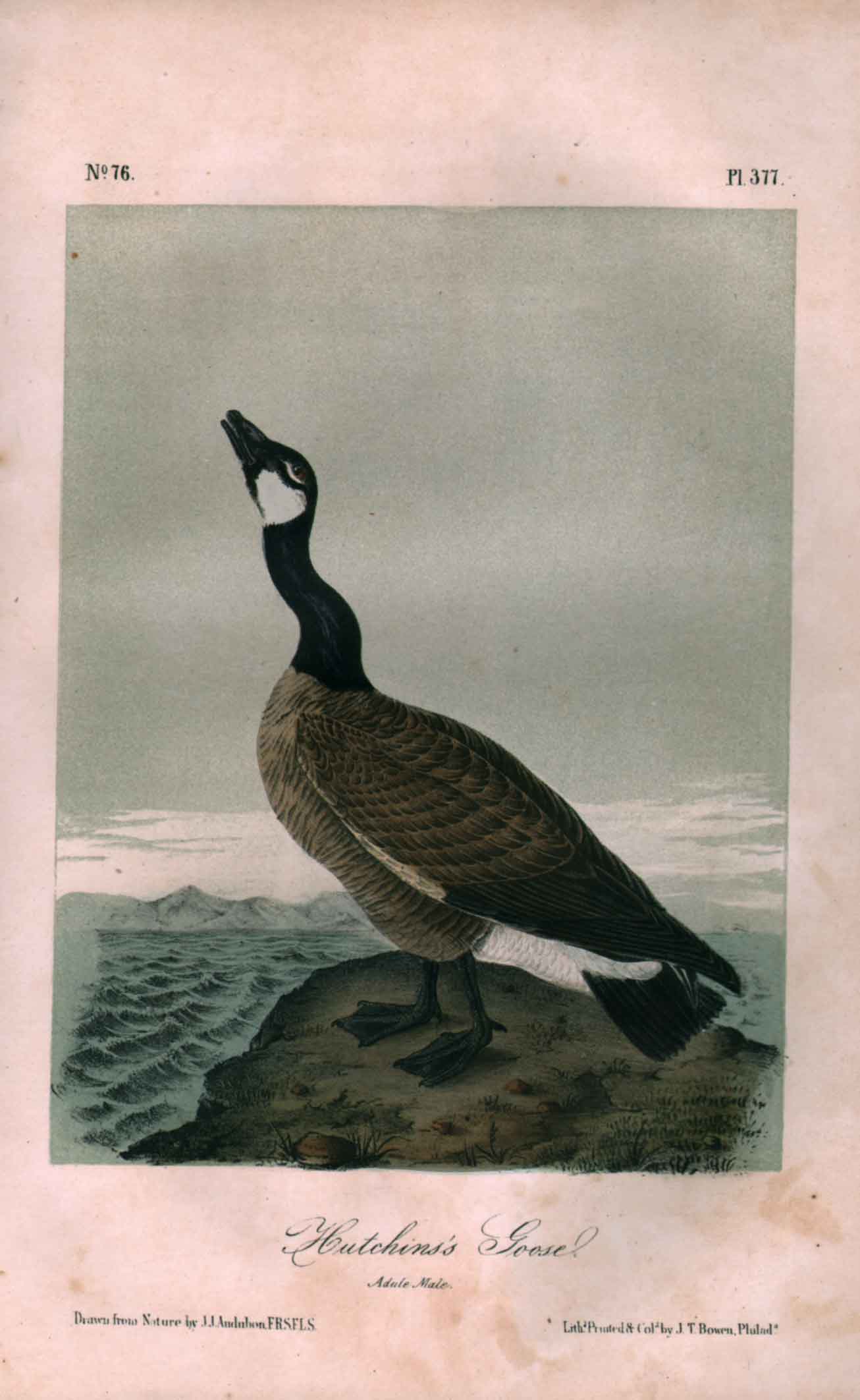 Hutchins’s Goose, No. 76, Pl.377