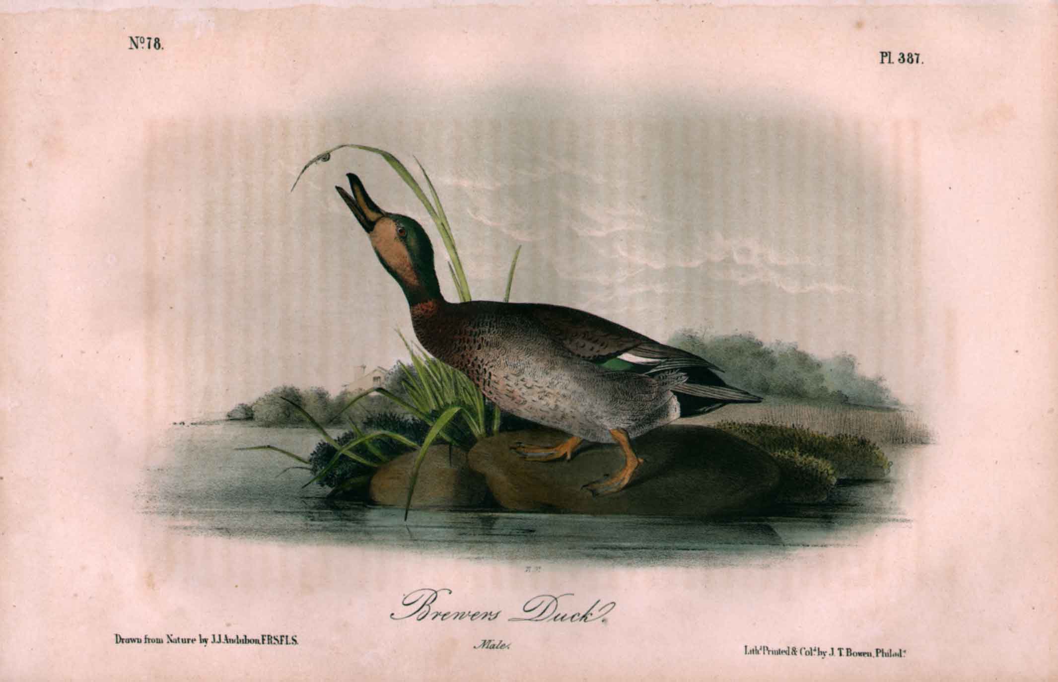 Brewers Duck, No. 78, Pl. 387
