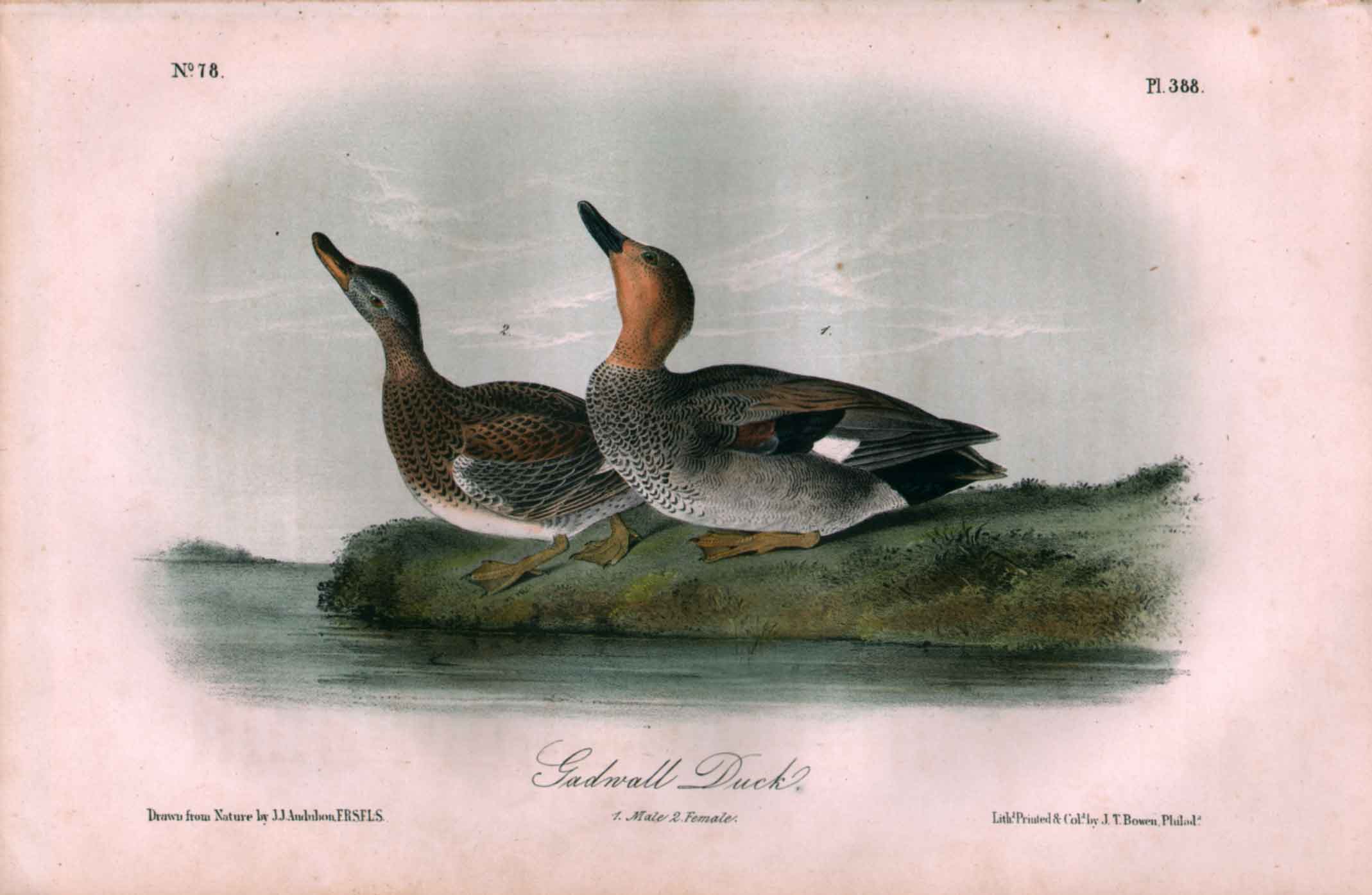 Gadwall Duck, No. 78, Pl. 388