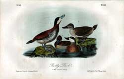 Ruddy Duck, No. 80, Pl. 399
