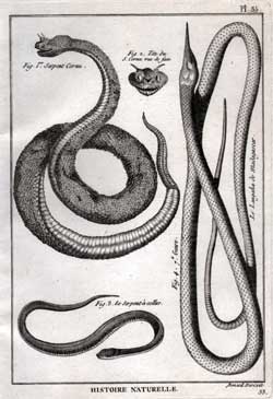 Serpent Cornu; Tete du S. cornu vue de face; Le Serpent a collier; Le Langaha de Madagascar