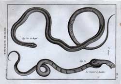 Le Raye; Le Serpent a Lunettes