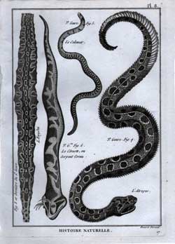 Le Calemar; L’Enydre; Le Ceraste, ou Serpent Cornu; L’Atropos