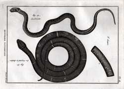 Le Grison; Le Serpent a chaine