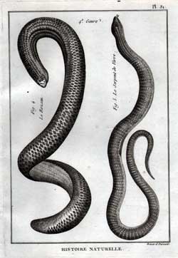 Le Rezeau; Le Serpent de Verre