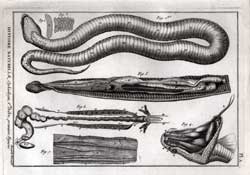 Dissection of Viper