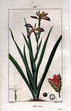 Iris Fetide pl. 205