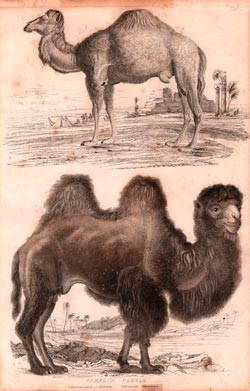 Camelus,. Camels.  1. Bactrian Camel c. Bactrianus 2. Dromedary. Dromedarius
